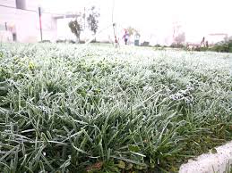 frio